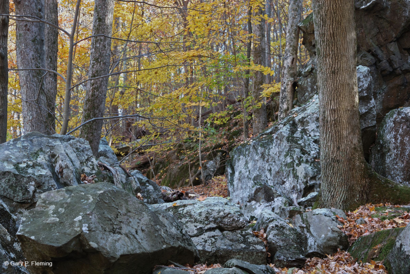غابة بولدرفيلد الغنية بوسط جبال الآبالاش الوسطى - CEGL008528