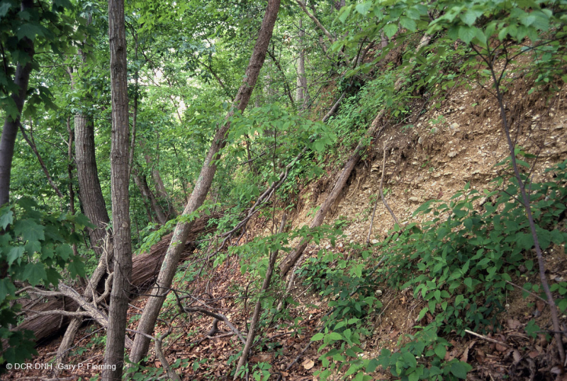 غابة السهول الساحلية الجافة الكلسية الجافة - CEGL007748