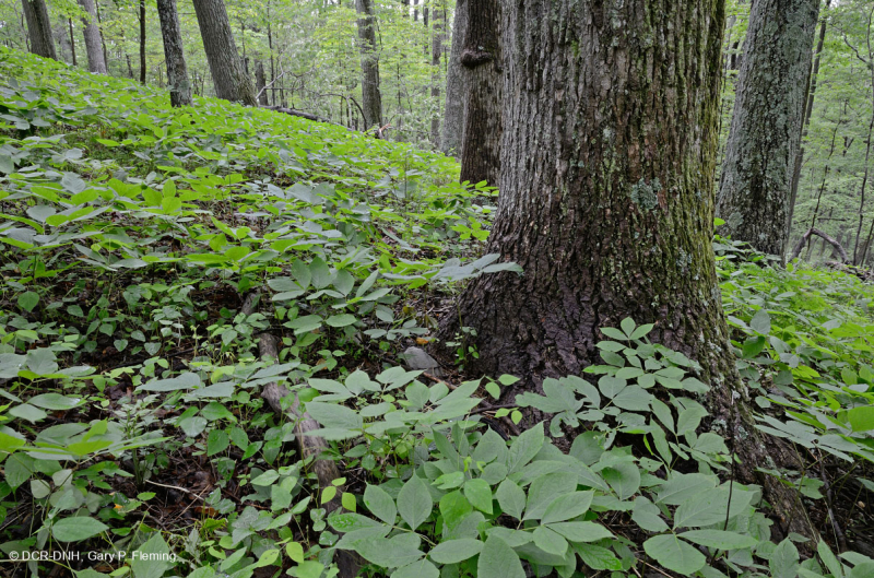 بيدمونت الداخلية / بلو ريدج السفلى بلو ريدج الأساسية - غابة هيكوري - CEGL008514