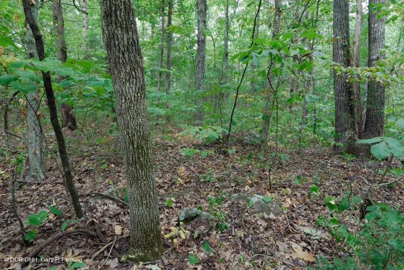 بلوط جنوب بيدمونت الأساسي - غابة هيكوري - CEGL007232