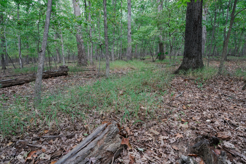 بلوط هاردبان الشمالي الأساسي - غابة هيكوري - CEGL006216