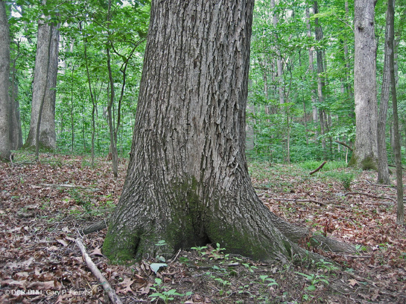 غابة بيدمونت الحمضية البلوط الحمضي - غابة هيكوري - CEGL008475