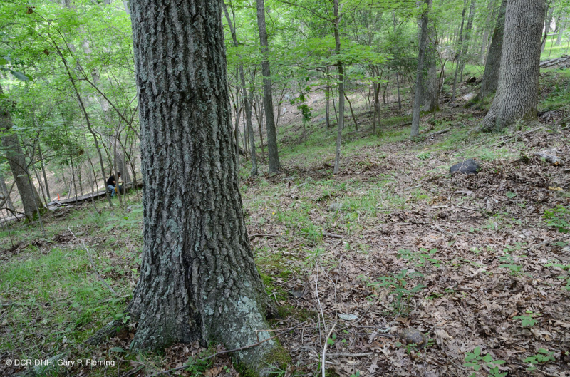 غابة بيدمونت الحمضية البلوط الحمضي - غابة هيكوري - CEGL008475