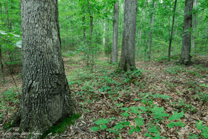 غابة بيدمونت الحمضية البلوط الحمضي - غابة هيكوري - CEGL008475