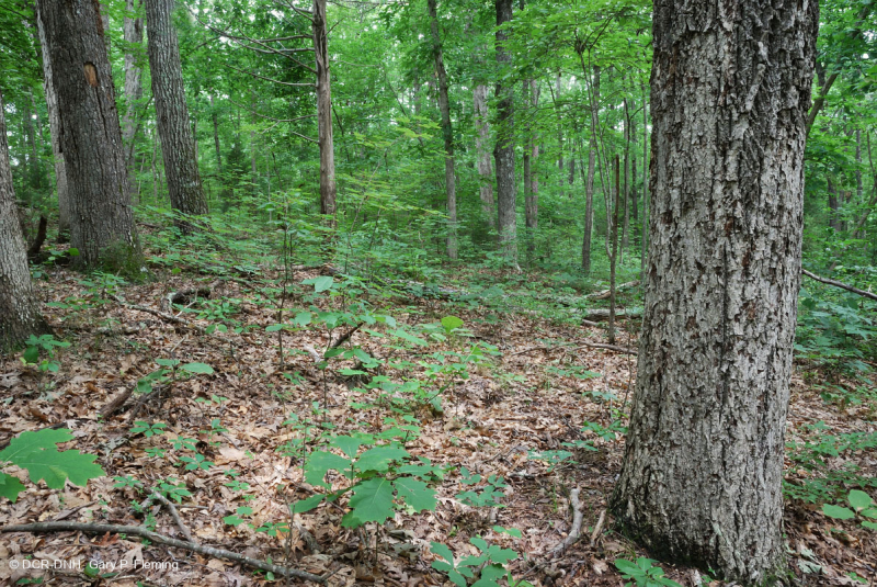 غابة بيدمونت الحمضية البلوط الحمضي - غابة هيكوري - CEGL008475