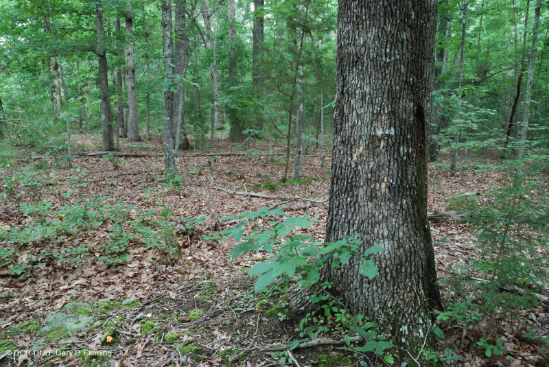 غابة بيدمونت الحمضية البلوط الحمضي - غابة هيكوري - CEGL008475