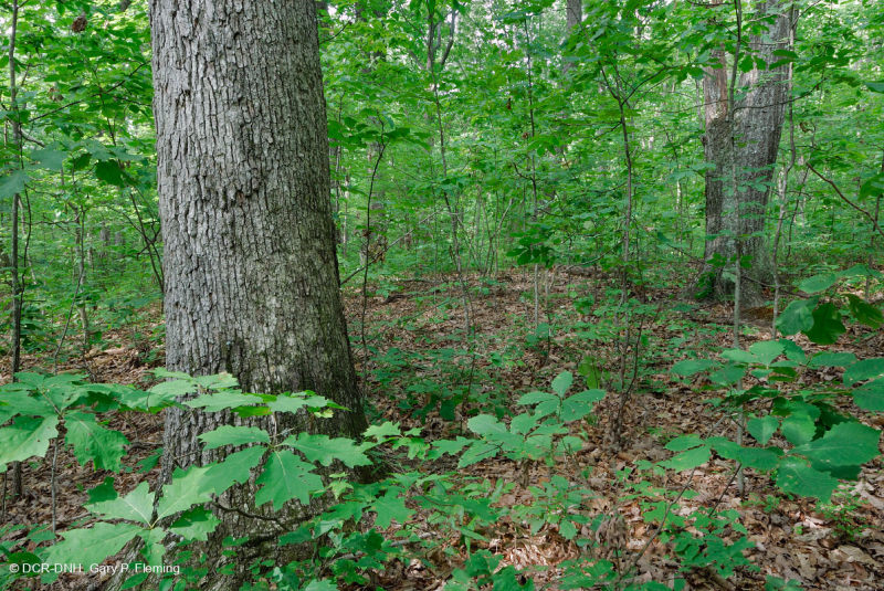 غابة بيدمونت الحمضية البلوط الحمضي - غابة هيكوري - CEGL008475