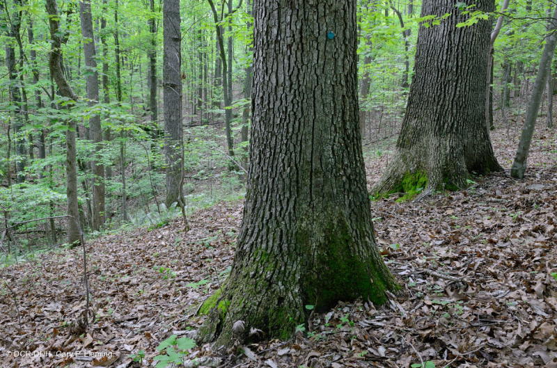 غابة بيدمونت الحمضية البلوط الحمضي - غابة هيكوري - CEGL008475