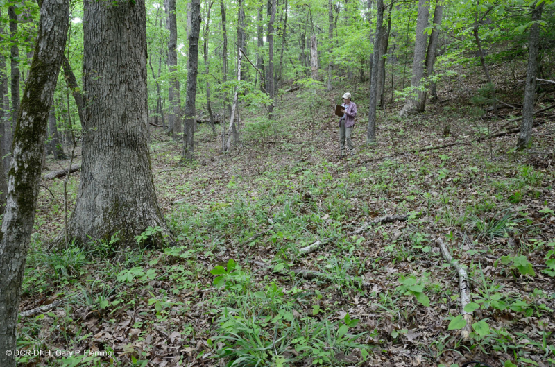 غابة بيدمونت الحمضية البلوط الحمضي - غابة هيكوري - CEGL008475