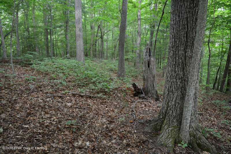 غابة بيدمونت الحمضية البلوط الحمضي - غابة هيكوري - CEGL008475