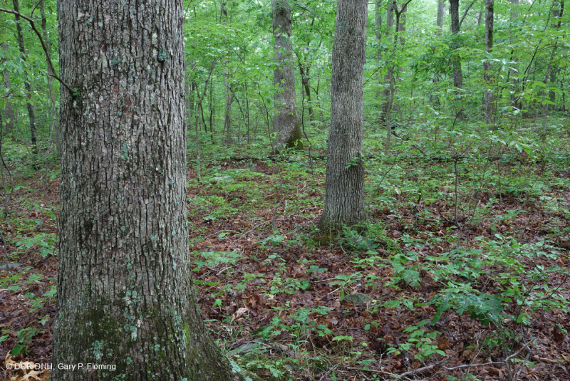 غابات البلوط الحمضي الأبلاشي المركزي - غابة هيكوري - CEGL008515