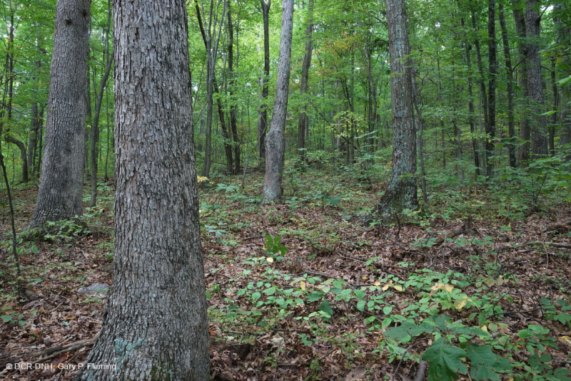 غابات البلوط الحمضي الأبلاشي المركزي - غابة هيكوري - CEGL008515