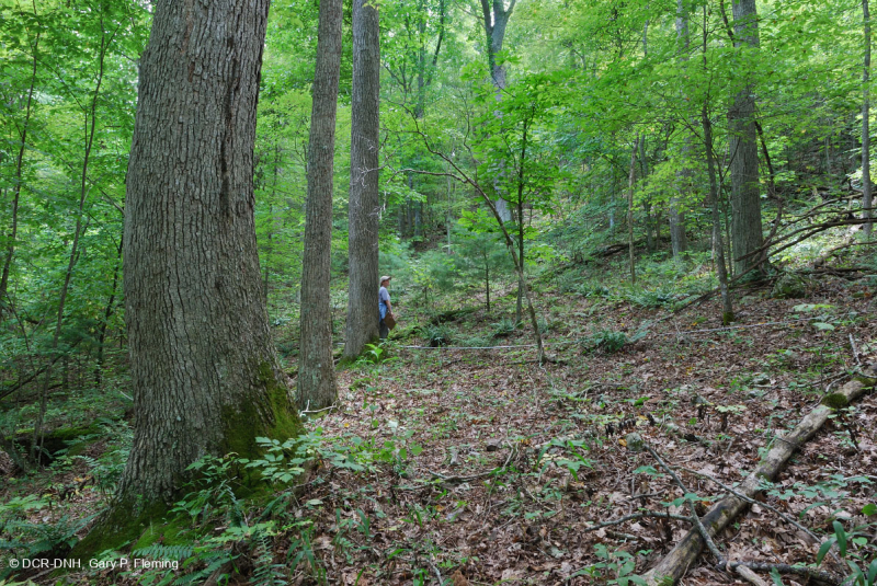 غابات البلوط الحمضي الأبلاشي المركزي - غابة هيكوري - CEGL008515