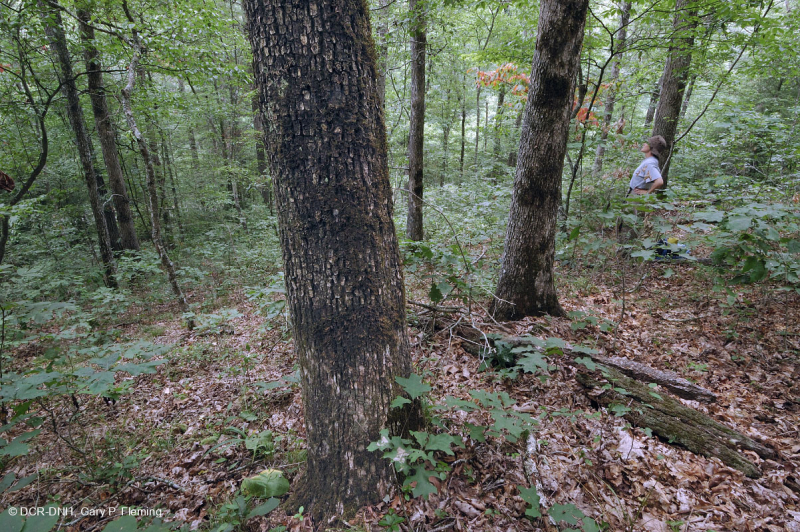 غابات البلوط الحمضي الأبلاشي المركزي - غابة هيكوري - CEGL008515