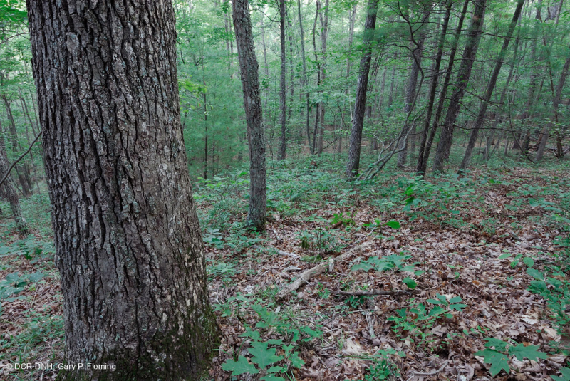 غابات البلوط الحمضي الأبلاشي المركزي - غابة هيكوري - CEGL008515