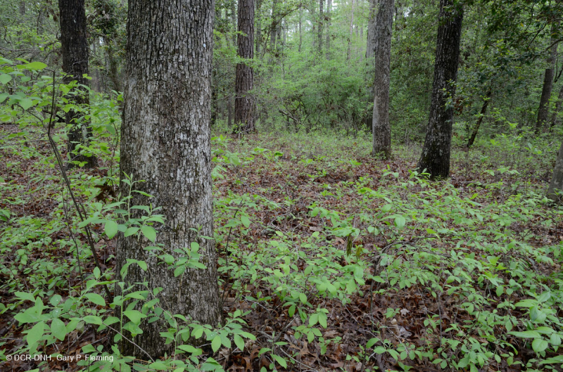 السهول الساحلية غابات البلوط المختلطة/البلوط الساحلي المختلط - CEGL006269