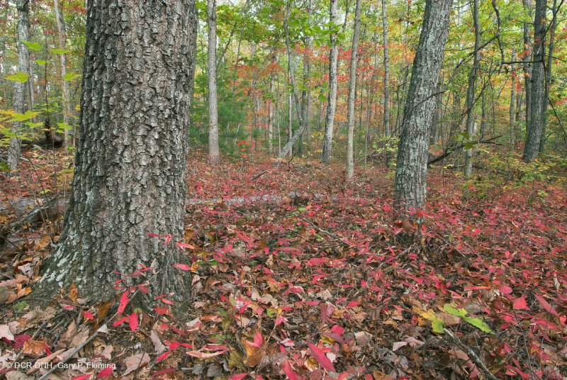 غابات بيدمونت/وسط جبال الأبالاش المختلطة من البلوط/غابات البلوط المختلطة في وسط جبال الألب - CEGL008521