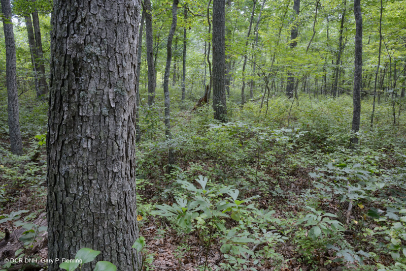 غابات بيدمونت/وسط جبال الأبالاش المختلطة من البلوط/غابات البلوط المختلطة في وسط جبال الألب - CEGL008521
