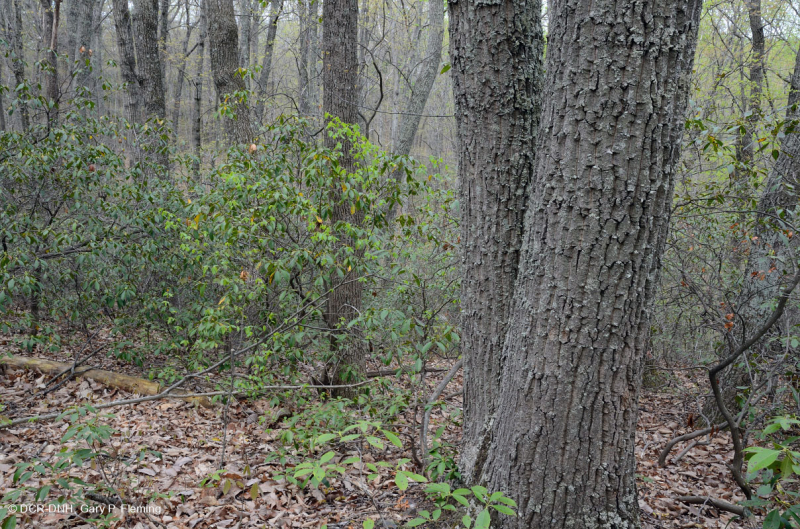 غابة كستناء البلوط الكستنائي في وسط الآبالاش/بيدمونت الداخلية - CEGL006299