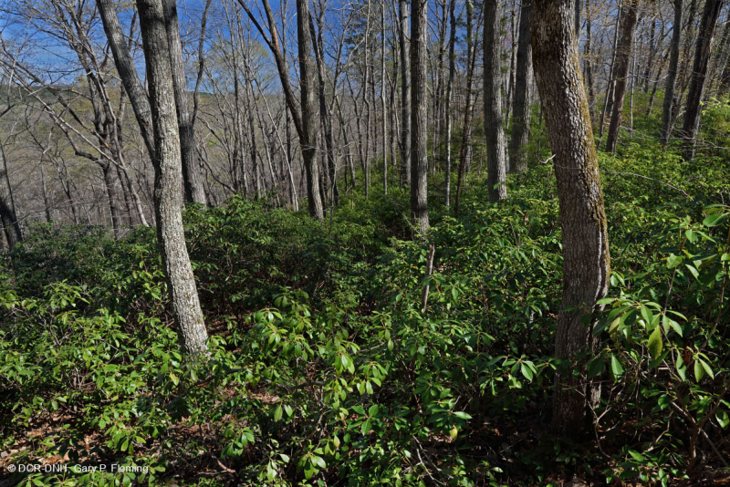 غابة كستناء البلوط الكستنائي في وسط الآبالاش/بيدمونت الداخلية - CEGL006299