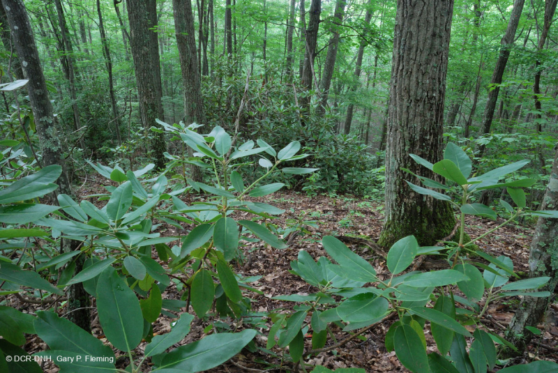 كستناء البلوط الكستنائي/غابة كاتاوبا رودودندرون - CEGL008524