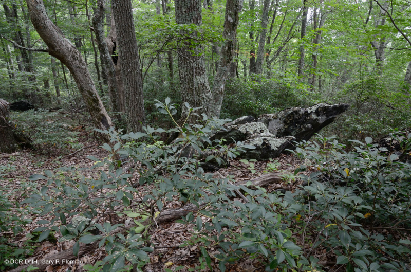 غابة بلوط الكستناء الجنوبية الأبلاشية الكستنائية - CEGL006271