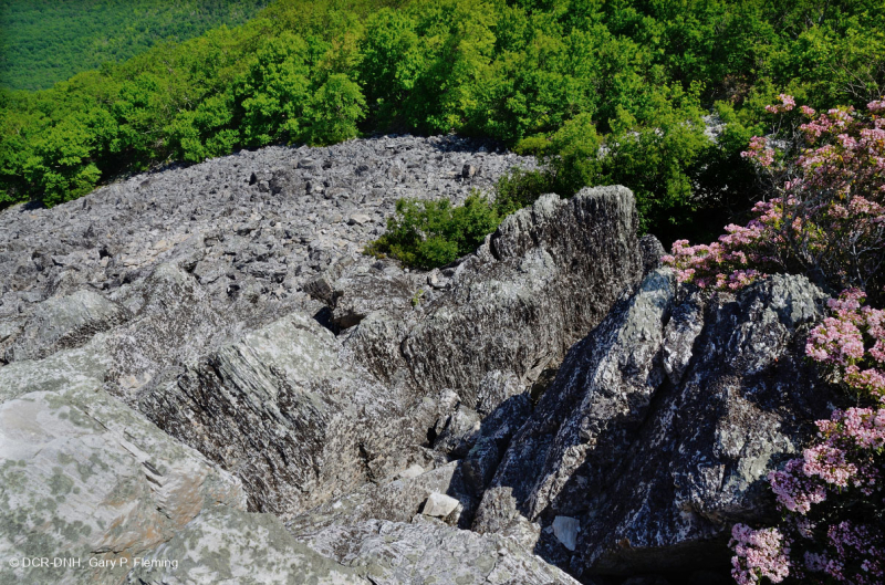 الجرف الحامضي غير الوعائي الحمضي المنخفض الارتفاع في وسط جبال الأبلاش/بولدرفيلد - CEGL004142