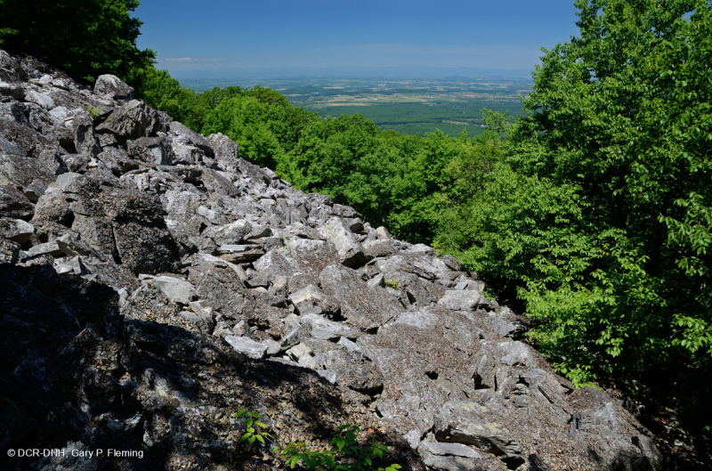 الجرف الحامضي غير الوعائي الحمضي المنخفض الارتفاع في وسط جبال الأبلاش/بولدرفيلد - CEGL004142