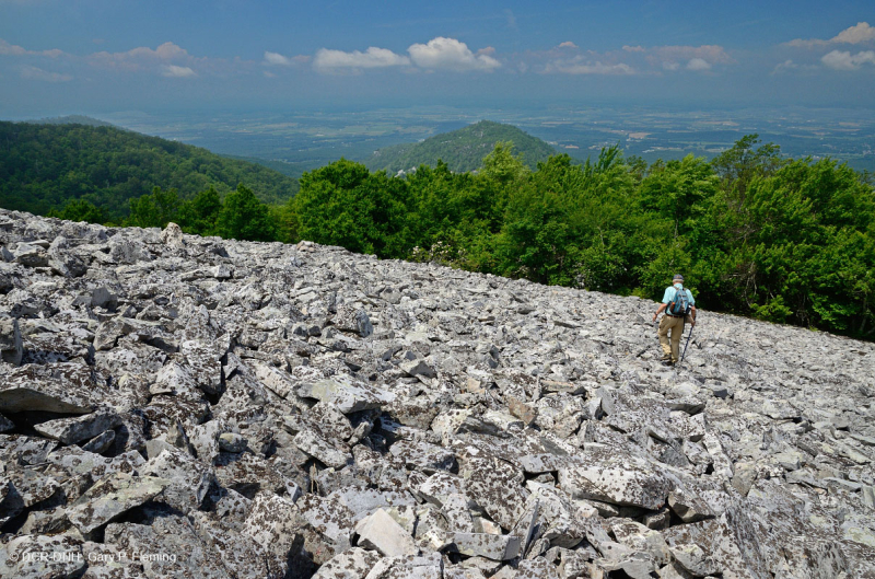 الجرف الحامضي غير الوعائي الحمضي المنخفض الارتفاع في وسط جبال الأبلاش/بولدرفيلد - CEGL004142