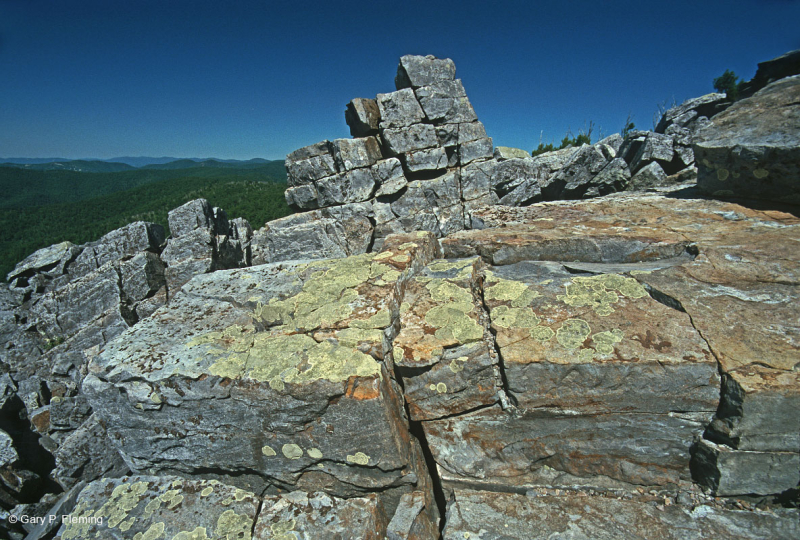 الجرف الحامضي غير الوعائي الحمضي المنخفض الارتفاع في وسط جبال الأبلاش/بولدرفيلد - CEGL004142