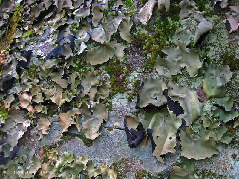 المنحدرات الجبلية/الجبلية/الجبلية المتوسطة غير الوعائية - CEGL004387