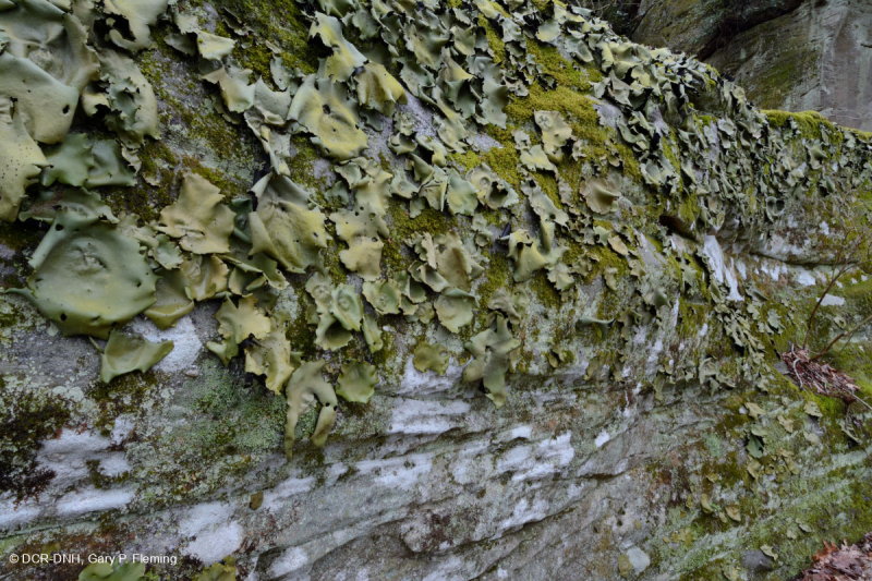 المنحدرات الجبلية/الجبلية/الجبلية المتوسطة غير الوعائية - CEGL004387