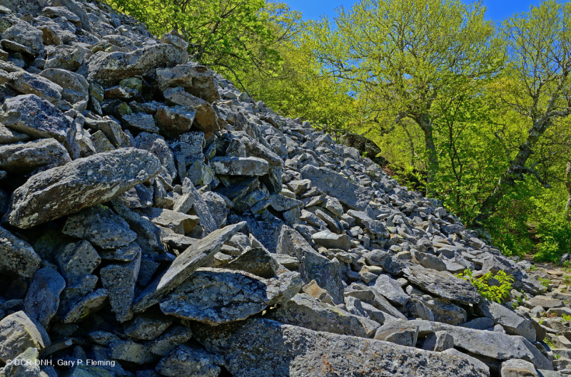 الجرف المافيك غير الوعائي المافيكي المركزي / بولدرفيلد - CEGL004143