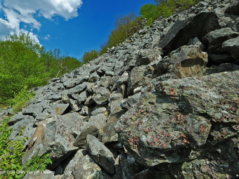 الجرف المافيك غير الوعائي المافيكي المركزي / بولدرفيلد - CEGL004143