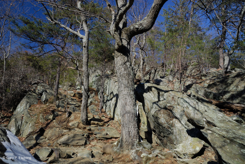 غابات البلوط الجاف في وسط جبال الأبلاش - غابات الصنوبر في Virginia – CEGL008540