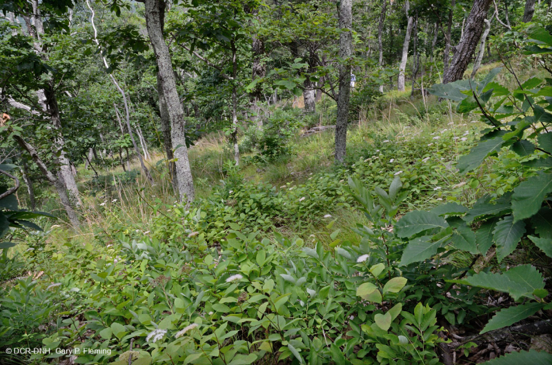 غابات البلوط الجاف في وسط جبال الأبلاش - غابات الصنوبر في Virginia – CEGL008540