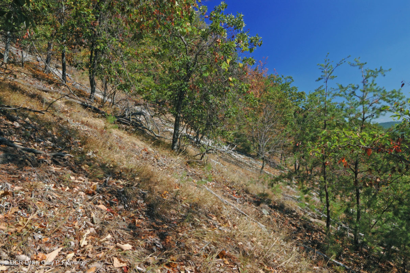 غابات البلوط الجاف في وسط جبال الأبلاش - غابات الصنوبر في Virginia – CEGL008540