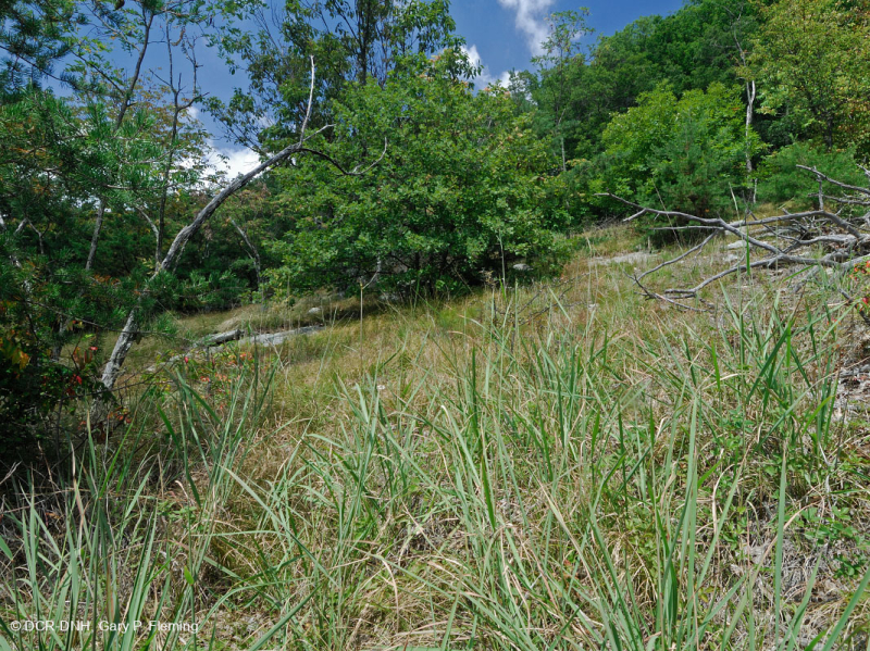 غابات البلوط الجاف في وسط جبال الأبلاش - غابات الصنوبر في Virginia – CEGL008540