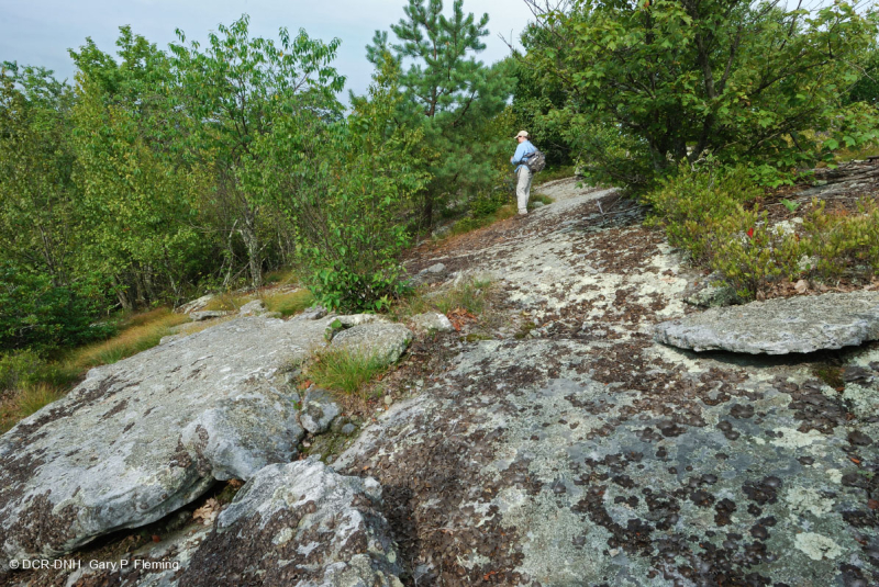 غابة الصنوبر الجافة في جبال الأبلاش – CEGL004821