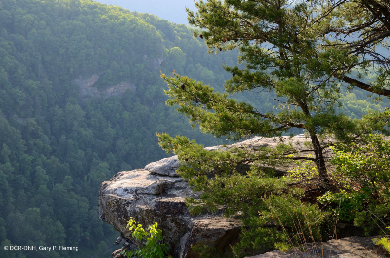 غابة الصنوبر الجافة في جبال الأبلاش – CEGL004821