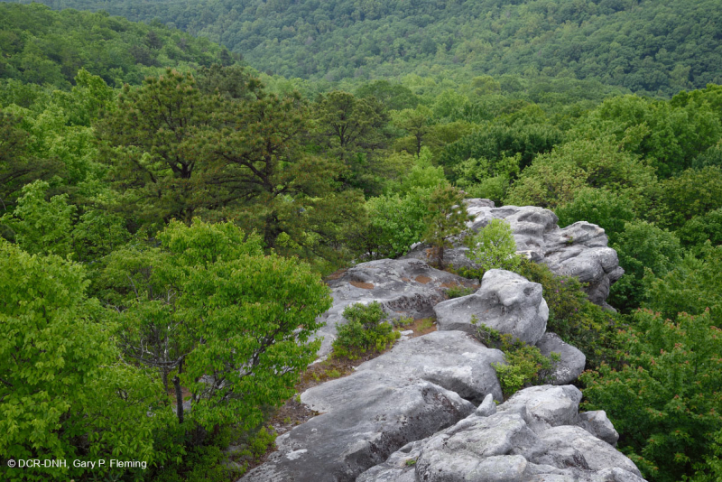 غابة الصنوبر الجافة في جبال الأبلاش – CEGL004821