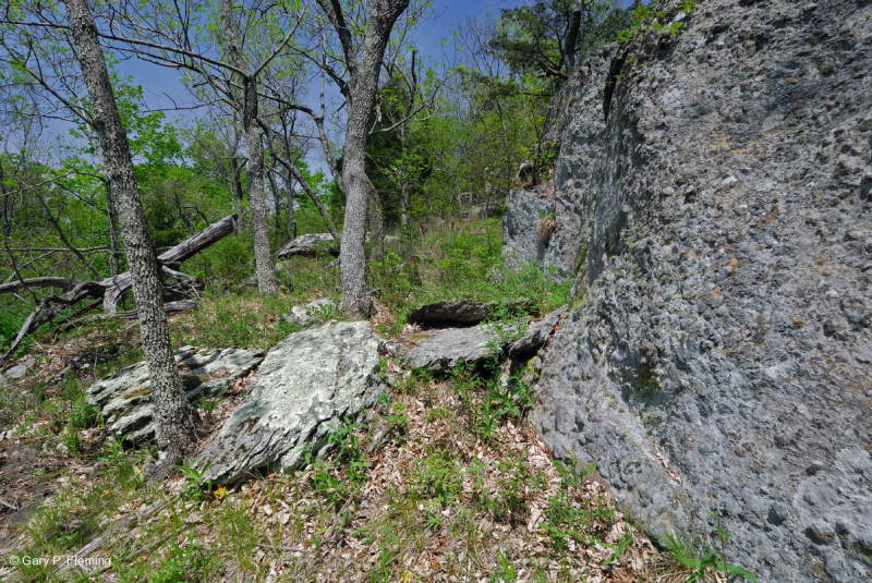 رماد الآبالاش المركزي الأساسي - هيكوري وودلاند - CEGL003683