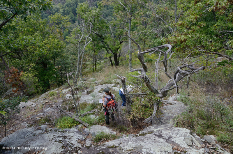 رماد الآبالاش المركزي الأساسي - هيكوري وودلاند - CEGL003683