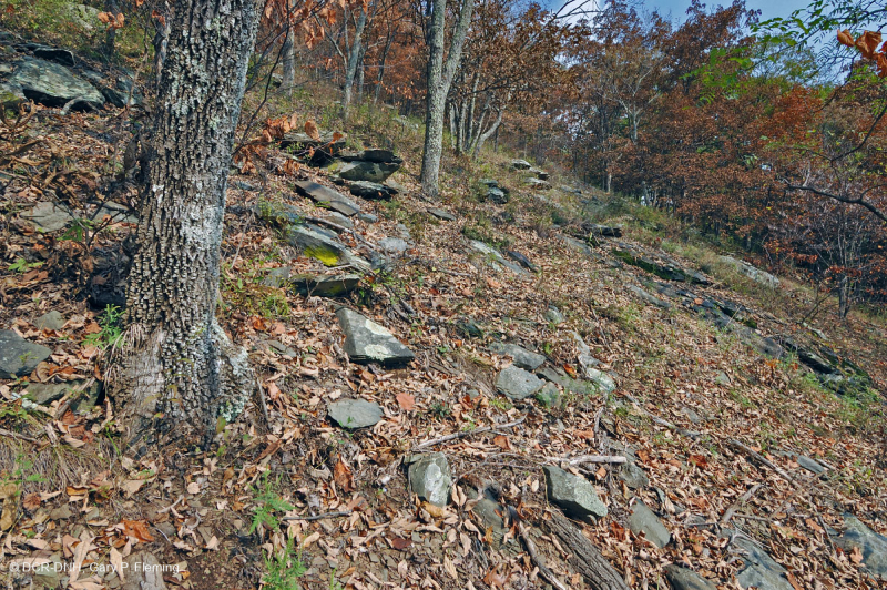 رماد الآبالاش المركزي الأساسي - هيكوري وودلاند - CEGL003683