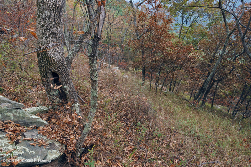 رماد الآبالاش المركزي الأساسي - هيكوري وودلاند - CEGL003683