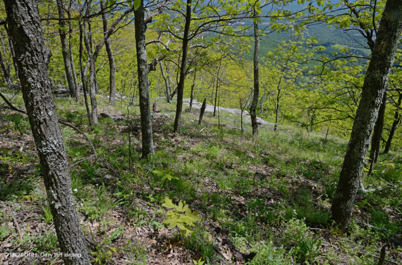 رماد الآبالاش المركزي الأساسي - هيكوري وودلاند - CEGL003683