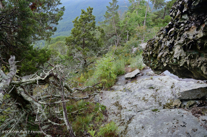 رماد الآبالاش المركزي الأساسي - هيكوري وودلاند - CEGL003683