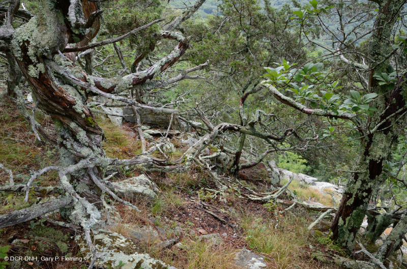 رماد الآبالاش المركزي الأساسي - هيكوري وودلاند - CEGL003683