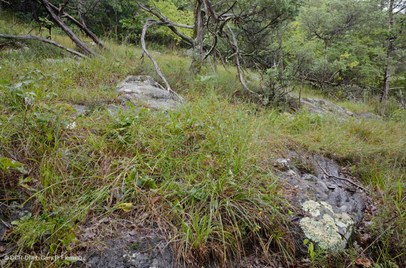 رماد الآبالاش المركزي الأساسي - هيكوري وودلاند - CEGL003683