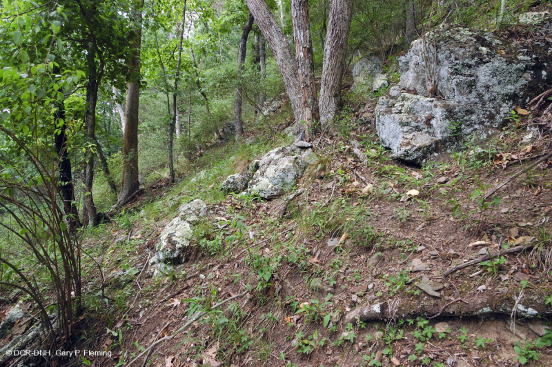 غابة الصخر الجيري الصخري الجنوبي بلو ريدج الجنوبية - CEGL007720